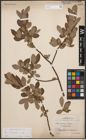 Foto von Salix cinerea L.